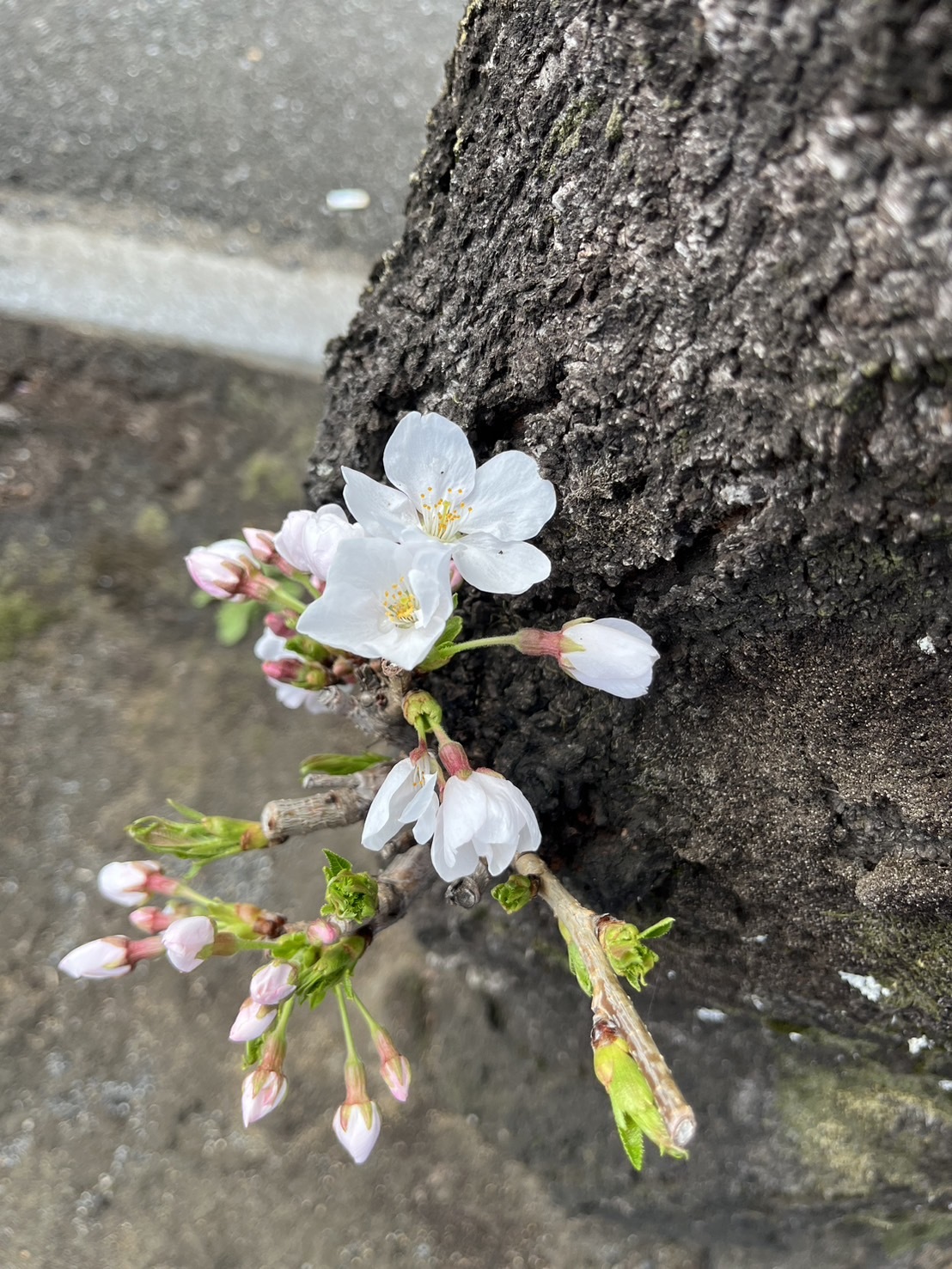 桜の枝