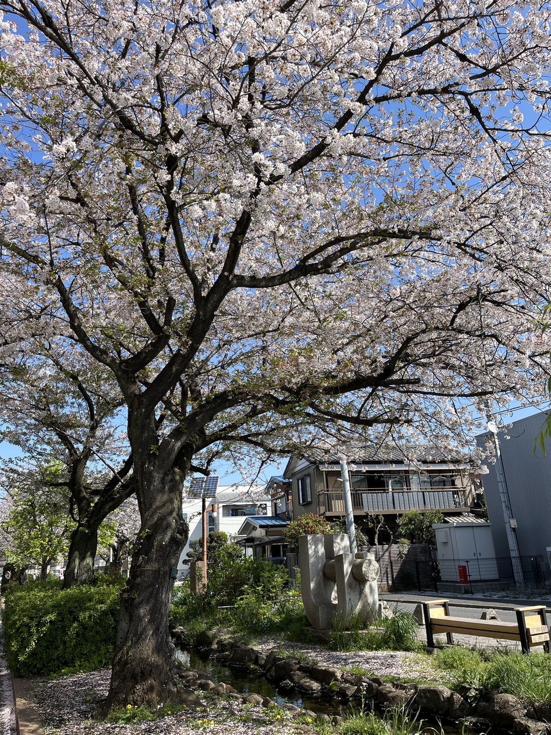 桜の木